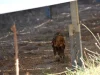 Rompen el mito de que las placas solares convierten el campo en un erial: seis especies de rapaces usan los parques fotovoltaicos como sus cotos de caza