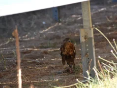 Rompen el mito de que las placas solares convierten el campo en un erial: seis especies de rapaces usan los parques fotovoltaicos como sus cotos de caza