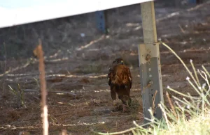 Rompen el mito de que las placas solares convierten el campo en un erial: seis especies de rapaces usan los parques fotovoltaicos como sus cotos de caza