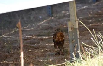 Rompen el mito de que las placas solares convierten el campo en un erial: seis especies de rapaces usan los parques fotovoltaicos como sus cotos de caza
