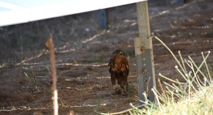 Rompen el mito de que las placas solares convierten el campo en un erial: seis especies de rapaces usan los parques fotovoltaicos como sus cotos de caza