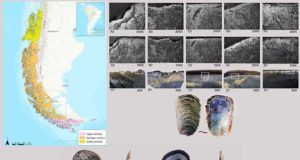 Revelan el papel tecnológico de las conchas en las sociedades canoeras de la Patagonia hace 7.500 años