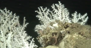 Refugios climáticos en el océano: oasis que resisten el aumento de la temperatura del agua y que son refugio para la biodiversidad