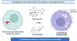 Un compuesto natural mejora la eficacia de un antibiótico frente a bacterias intracelulares