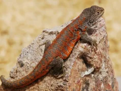 Descubren nueva especie de lagartija endémica que habita a más de cuatro mil metros de altura en Perú