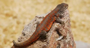 Descubren nueva especie de lagartija endémica que habita a más de cuatro mil metros de altura en Perú