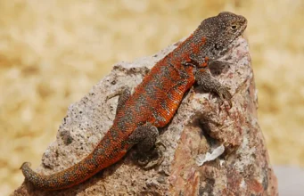 Descubren nueva especie de lagartija endémica que habita a más de cuatro mil metros de altura en Perú