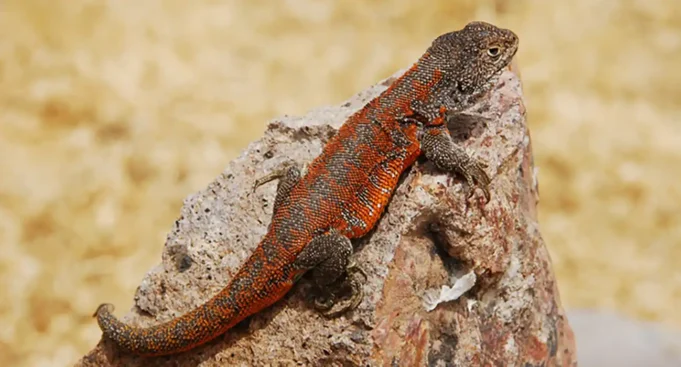 Descubren nueva especie de lagartija endémica que habita a más de cuatro mil metros de altura en Perú