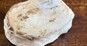 Un fragmento óseo de ocho centímetros de un posible reptil volador de Argentina pone en guardia a la paleontología