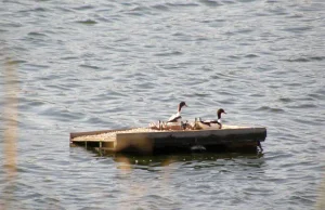 Instalan islas flotantes artificiales para renaturalizar las lagunas de la antigua depuradora de Bullas en Murcia