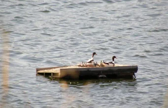 Instalan islas flotantes artificiales para renaturalizar las lagunas de la antigua depuradora de Bullas en Murcia