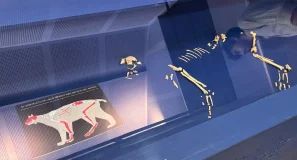 El Centro de Interpretación Paleontológico Sierra de Quibas expondrá una réplica exacta del esqueleto de lince ibérico más antiguo que se conserva