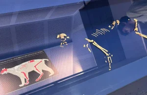 El Centro de Interpretación Paleontológico Sierra de Quibas expondrá una réplica exacta del esqueleto de lince ibérico más antiguo que se conserva