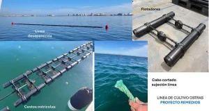 Desaparece un cultivo científicio de ostras del Mar Menor y el IEO alerta de que no son comestibles