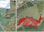 Las Marismas de la Bahía de Cádiz vienen retrocediendo entre 2,4 metros y 7 metros al año