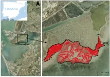 Las Marismas de la Bahía de Cádiz vienen retrocediendo entre 2,4 metros y 7 metros al año