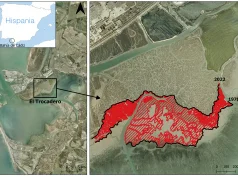 Las Marismas de la Bahía de Cádiz vienen retrocediendo entre 2,4 metros y 7 metros al año
