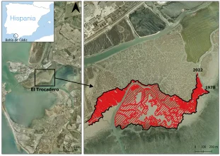 Las Marismas de la Bahía de Cádiz vienen retrocediendo entre 2,4 metros y 7 metros al año