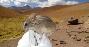 Este es el ratón que vive a la mayor altura del mundo, a 6.700 metros, resistiendo frío y la falta de oxígeno