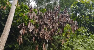 Una prueba molecular es capaz de detectar en menos de 10 días hongos que arrasan cultivos de aguacate y cacao