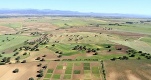 El cultivo ecológico de cereal en regiones semiáridas es más eficiente