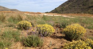 Utilizan excrementos de cerdo y residuos de mármol en la restauración de espacios degradados