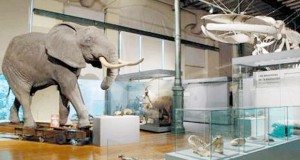 El desubrimiento de la biodiversidad, en peligro por falta de fondos