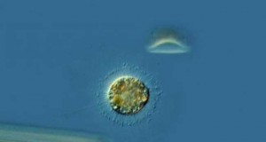 Las bacterias de los océanos no pueden con más CO2