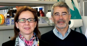 La Historia de la Seda en Murcia, ciclo de conferencias en el Arqueológico