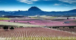 El congreso de Frutas de Hueso de Murcia reúne a expertos de todo el país