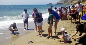 Una docena de tortugas bobas, camino de la libertad