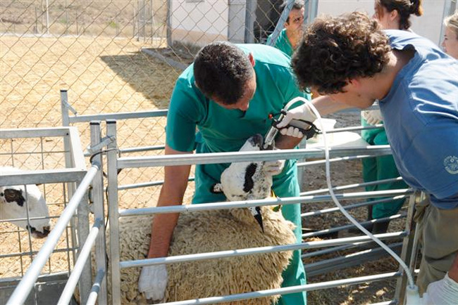 Prácticas de estudiantes de veterinaria.