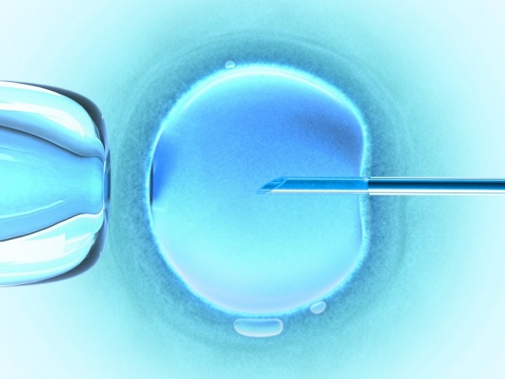 Imagen de un óvulo en reproducción asistida. 