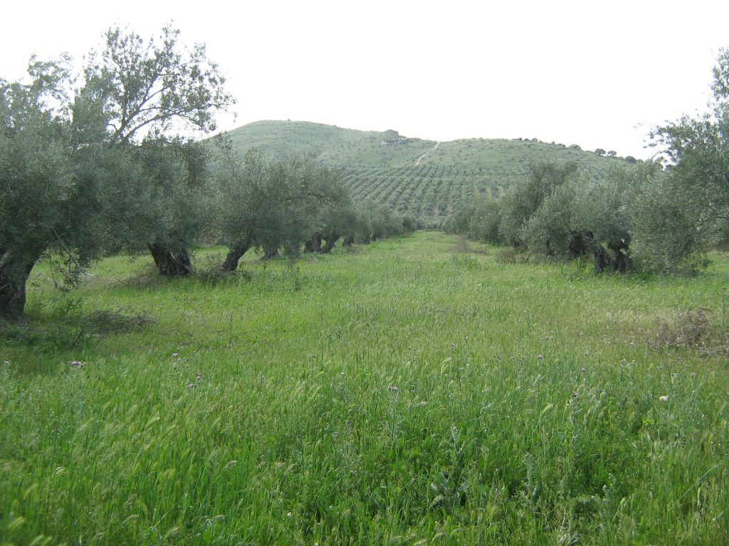 Olivares con suelo herbáceo. 