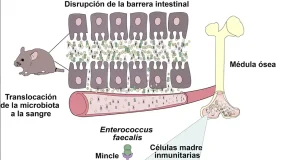 Qué papel juega el intestino en el desarrollo de enfermedades inflamatorias o cardiovasculares