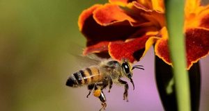 Los cuadros alérgicos graves al veneno de avispas aumentan un 20% en la última década