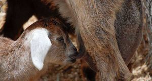 El tipo de crianza condiciona el ecosistema microbiano del aparato digestivo de los rumiantes