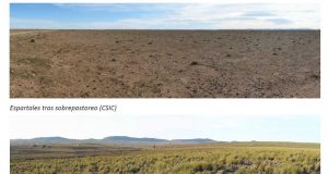 La estepa de esparto argelina está en peligro de desertificación