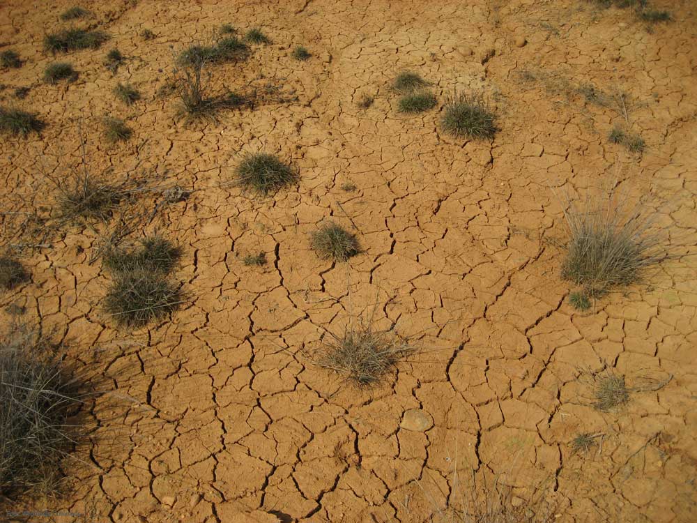 La sequía lleva el terreno a situaciones límite. 