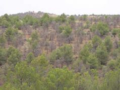 Los pinos exóticos rompen una regla básica de la ecología: crecen cuatro veces más y soportan mejor la sequía