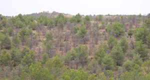 Los pinos exóticos rompen una regla básica de la ecología: crecen cuatro veces más y soportan mejor la sequía