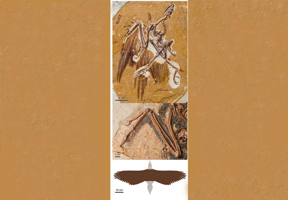Fósil de Sapeornism que ha servido para conocer cómo volaban las aves primitivas. 