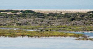 Punta Entinas se incorpora a la Red Natura 2000