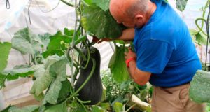 La agricultura biodinámica en Almería, una garantía de calidad y sabor
