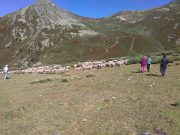 Las ovejas lecheras hacen tanta leche con las lentejas y las alubias de descarte como con la soja importada