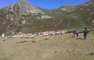 Las ovejas lecheras hacen tanta leche con las lentejas y las alubias de descarte como con la soja importada