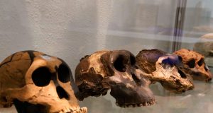 La Universidad de Valladolid, en la ‘primera división’ de los estudios sobre anatomía de primates