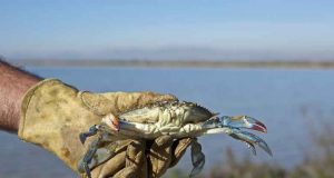 Ciencia ciudadana para frenar la expansión del alga asiática y el cangrejo azul