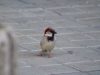 Los gorriones nos alegran y las palomas son un incordio: la UGR estudia cómo se perciben las aves urbanas