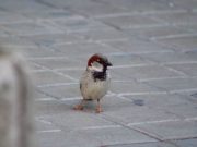 Los gorriones nos alegran y las palomas son un incordio: la UGR estudia cómo se perciben las aves urbanas